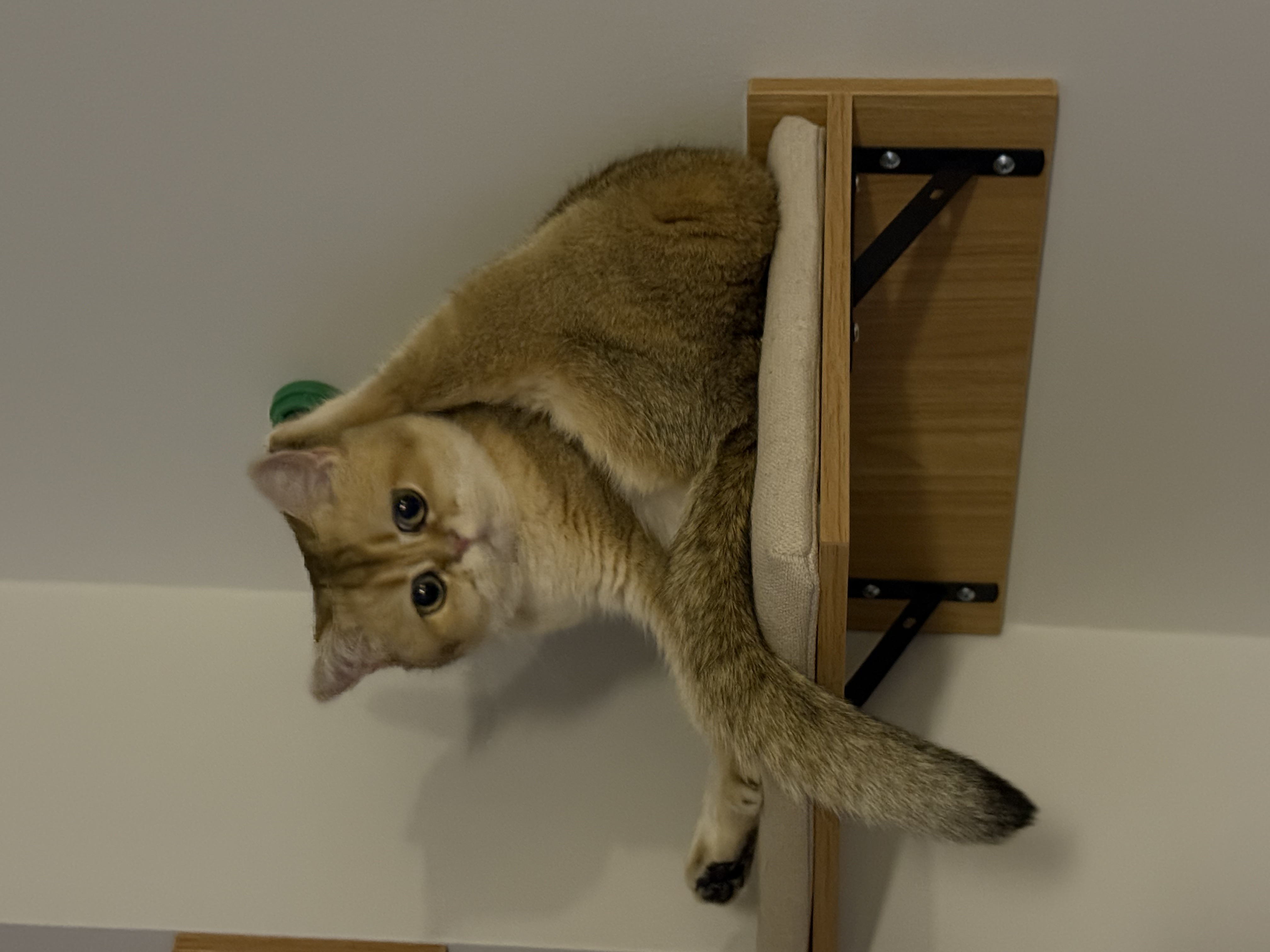 Gigi british shorthair