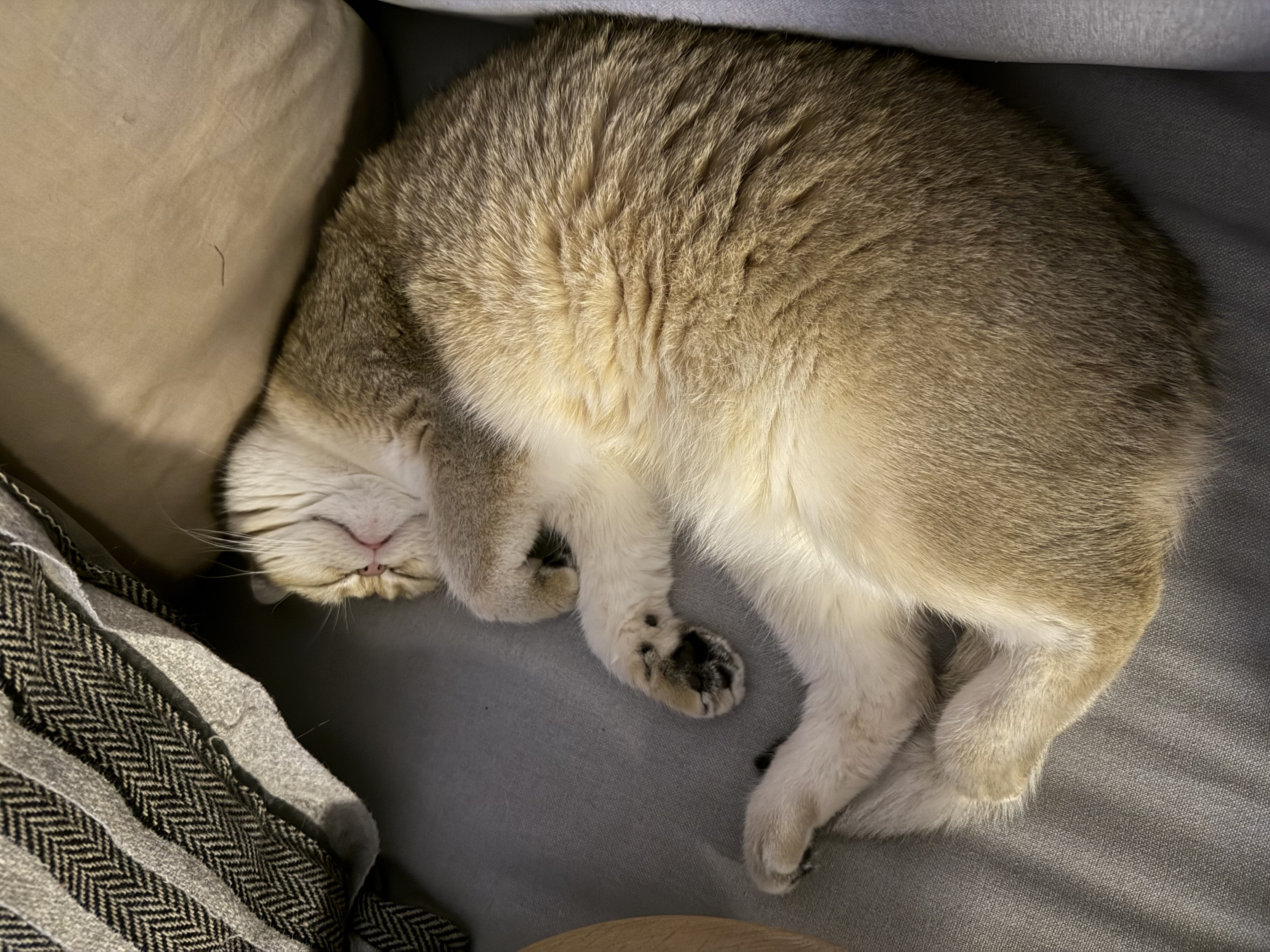 Gigi british shorthair