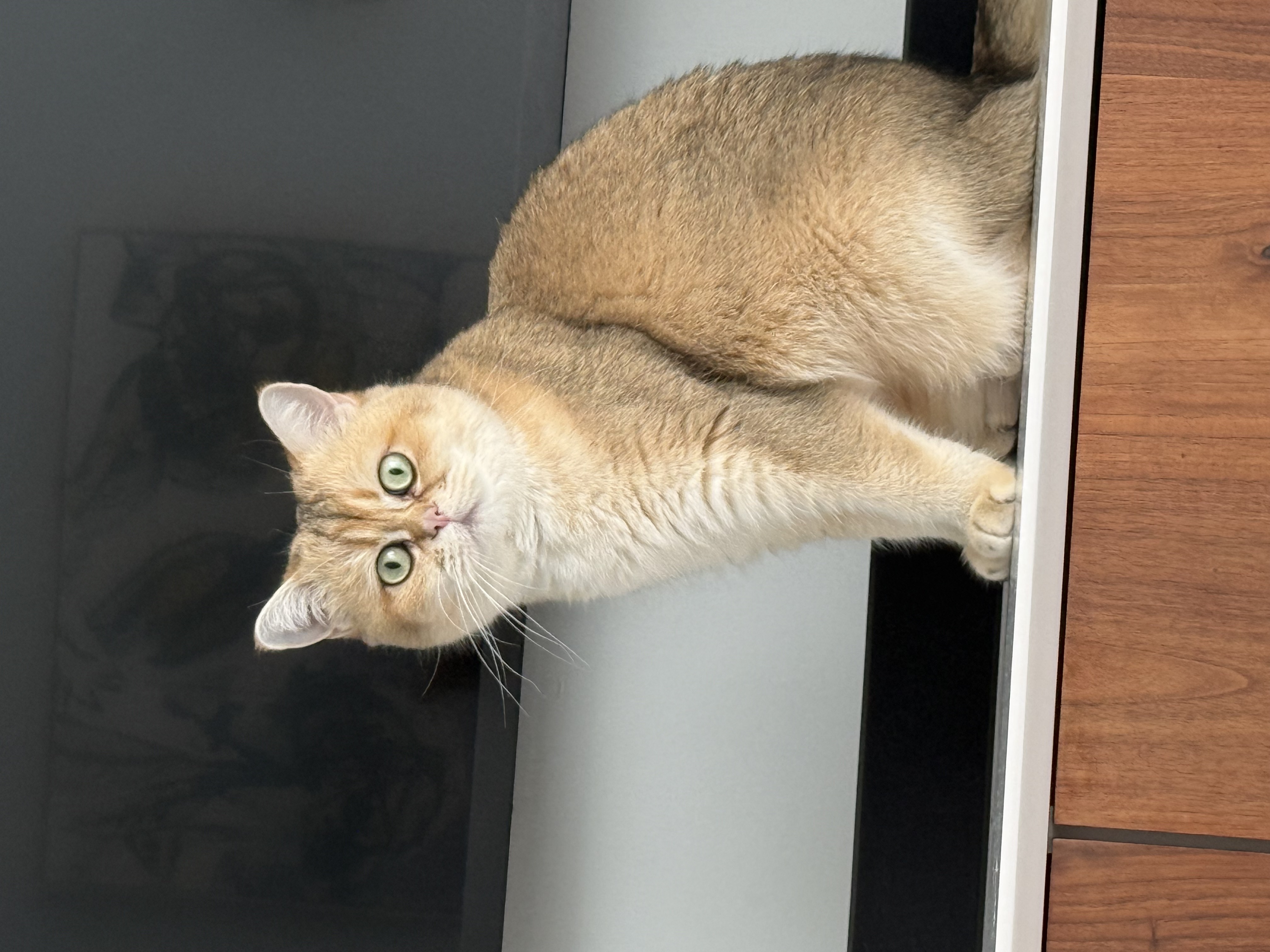 Gigi british shorthair