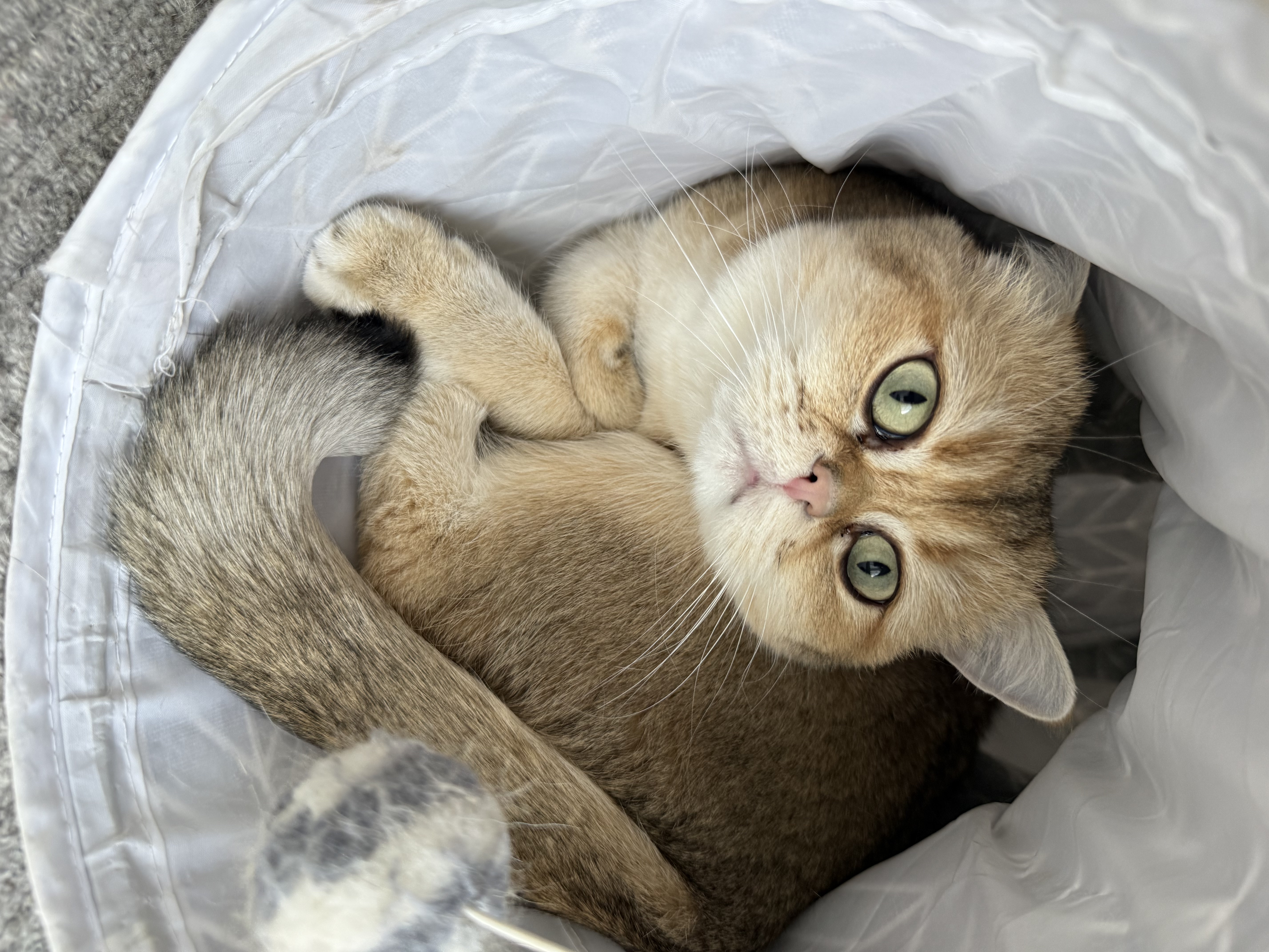 Gigi british shorthair