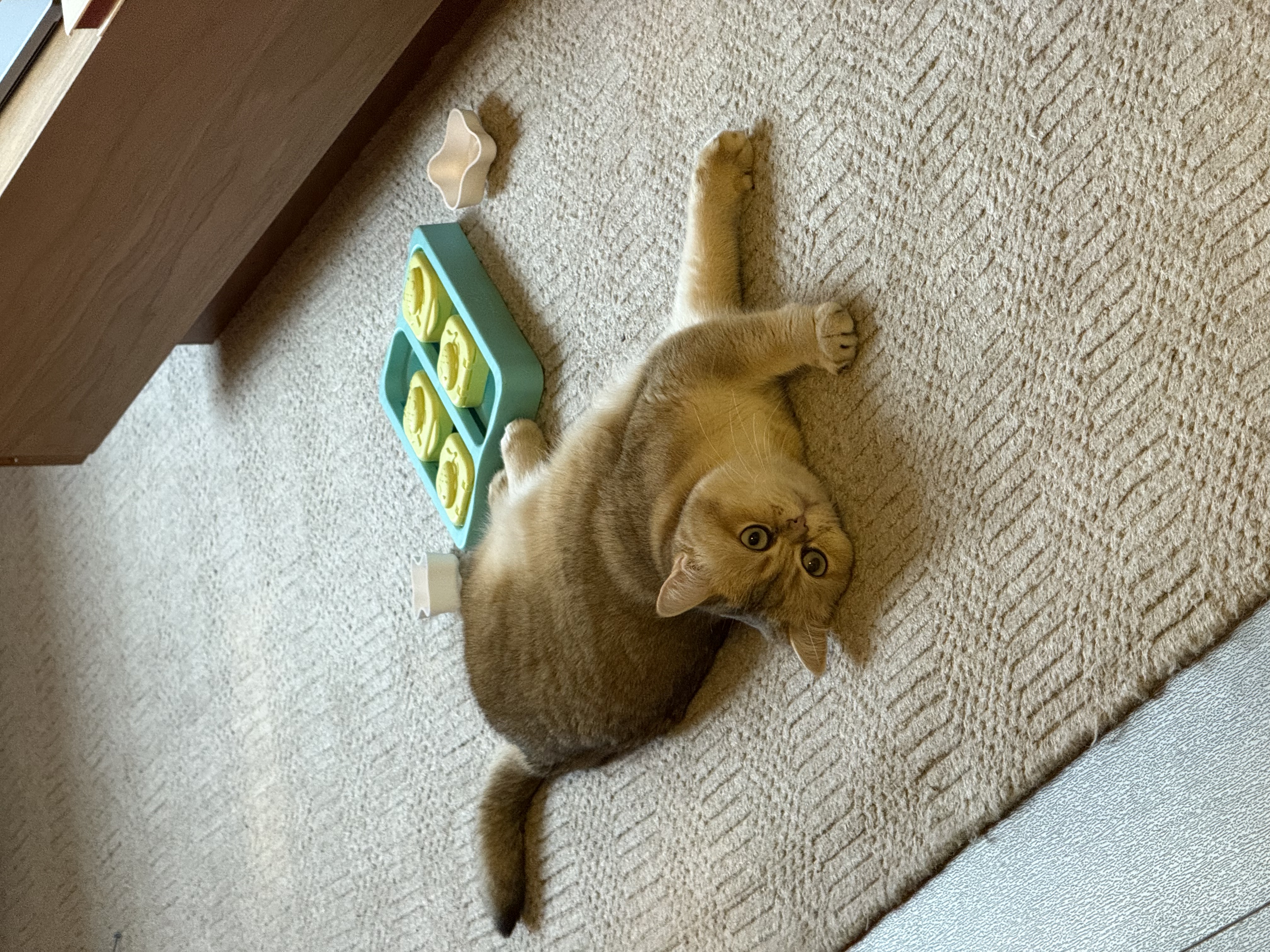 Gigi british shorthair