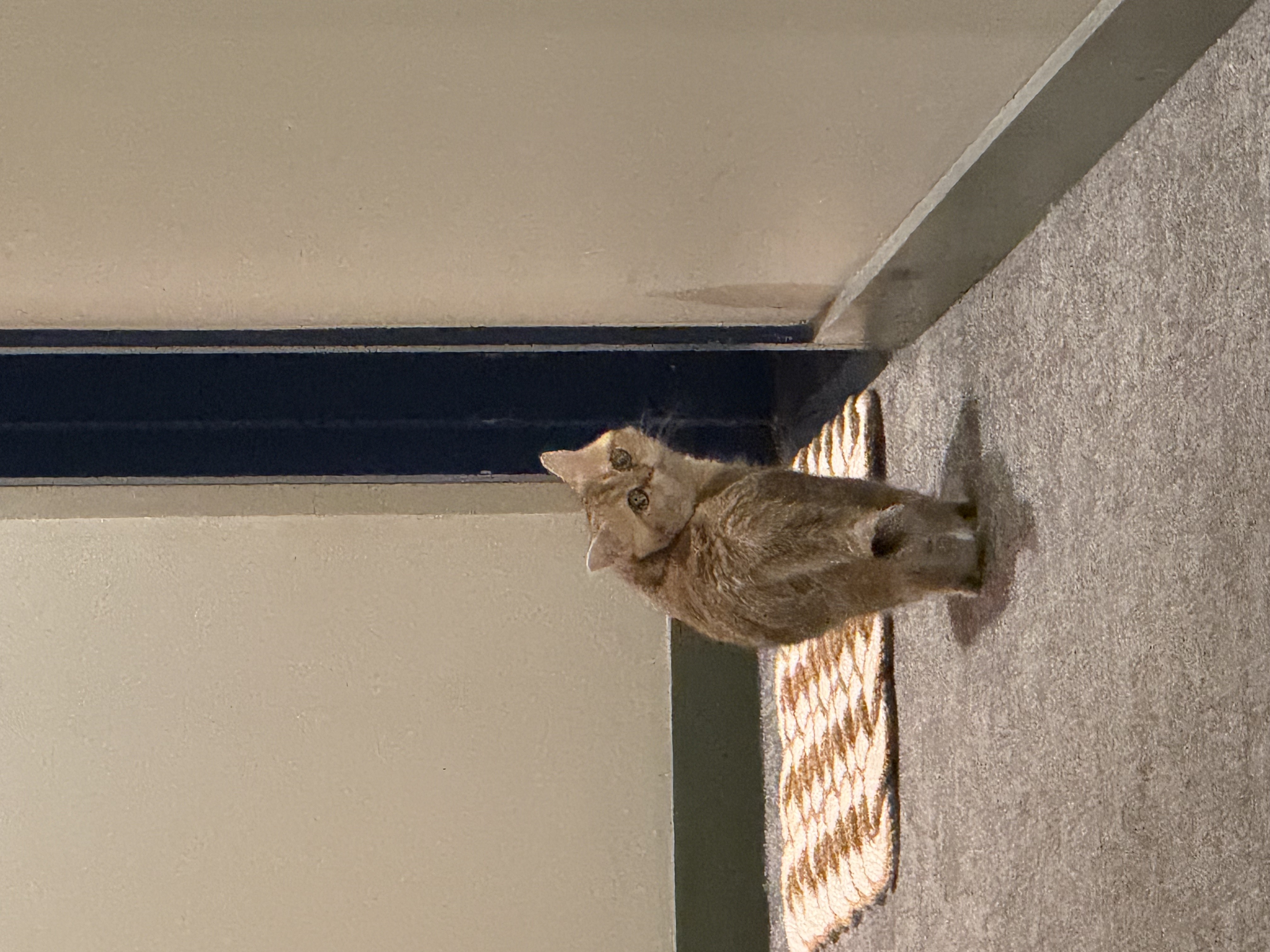 Gigi british shorthair