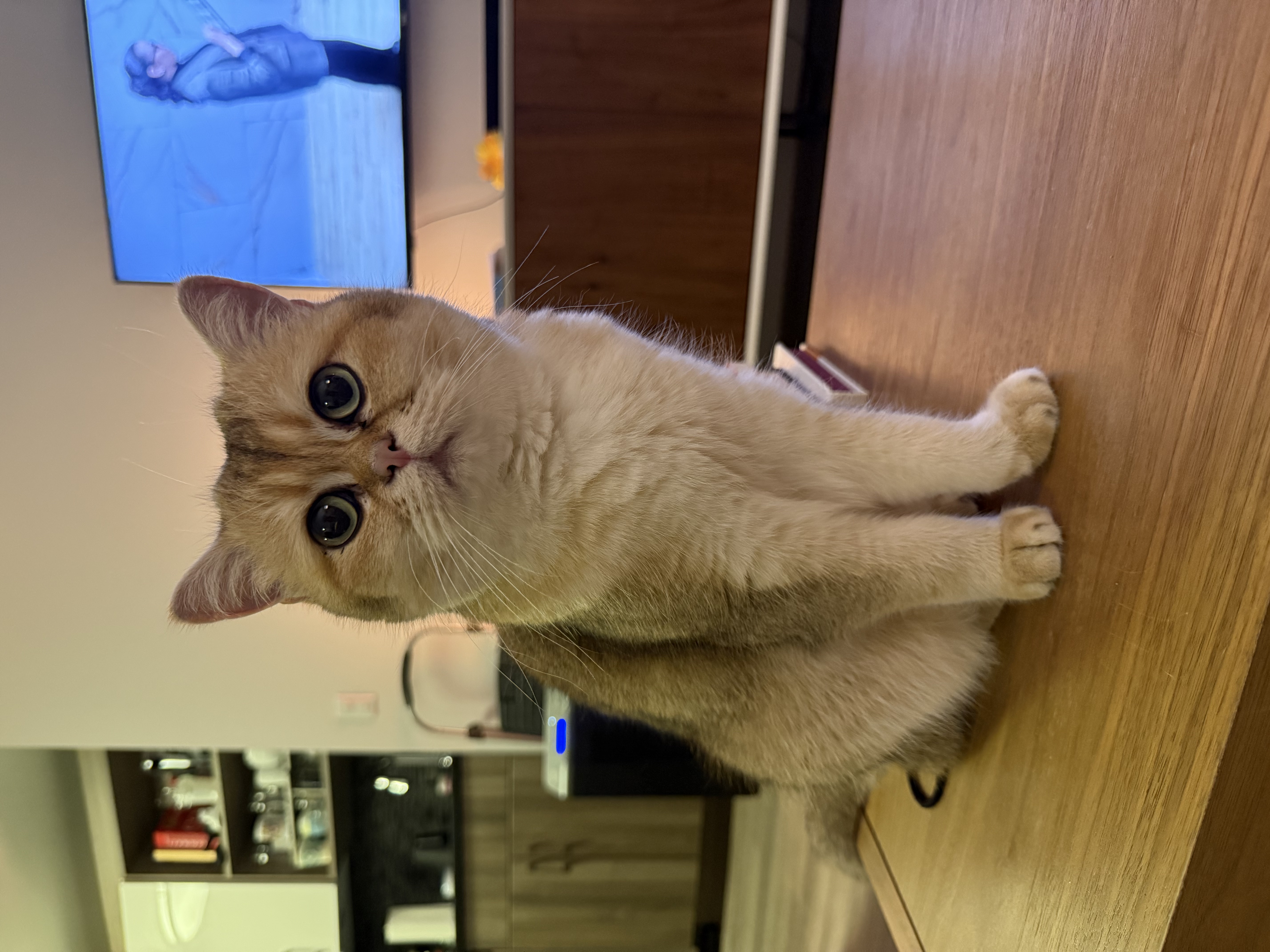 Gigi british shorthair