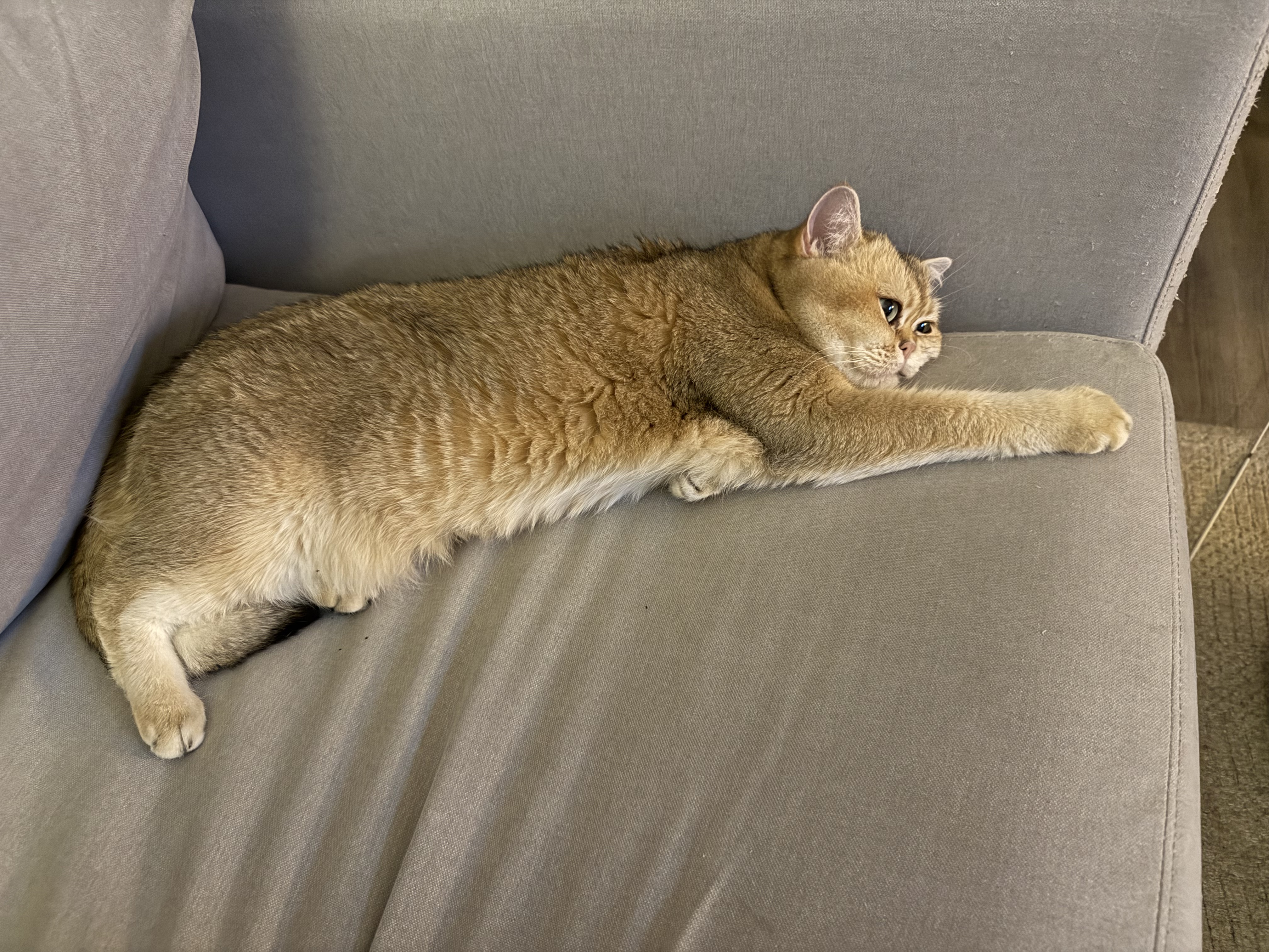 Gigi british shorthair